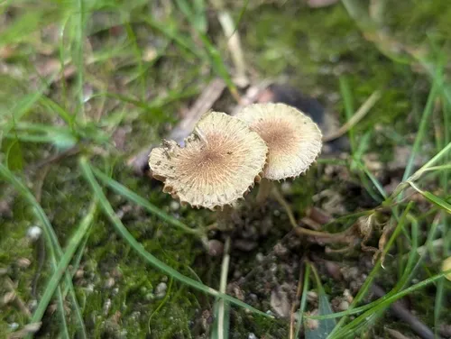 Inocybe putilla