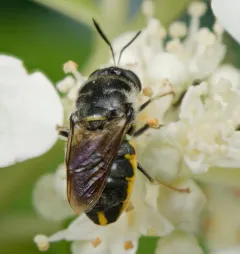 Stratiomys meigenii thumbnail 1