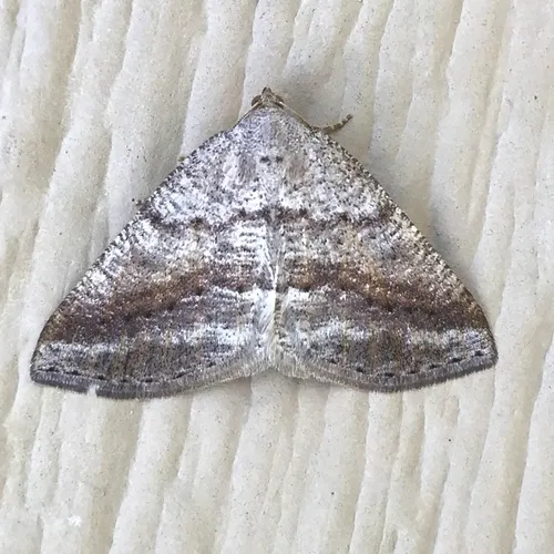 Pale Alder Moth