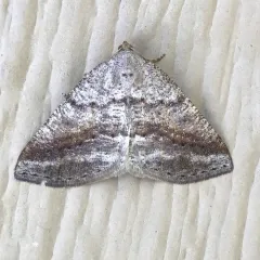 Pale Alder Moth thumbnail 1