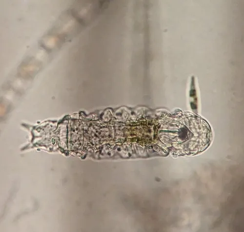 Taphrocampa annulosa