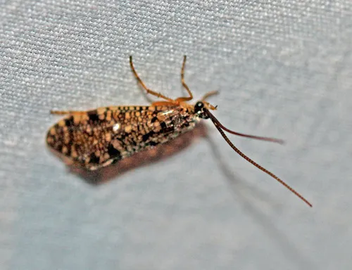 Banksiola crotchi