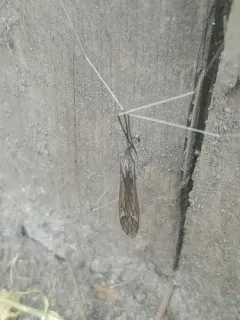 Brachypremna dispellens thumbnail 3