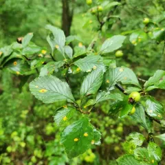 dotted hawthorn thumbnail 3