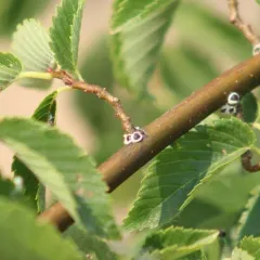 European Elm Scale thumbnail 2