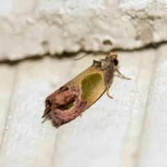Sculptured Moth thumbnail 2