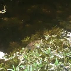 American Bullfrog thumbnail 3