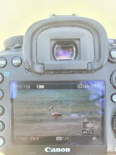 American Flamingo thumbnail 2