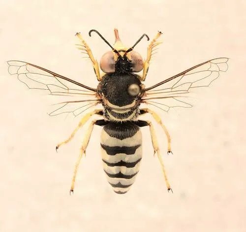Bembix pallidipicta