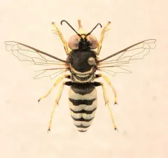 Bembix pallidipicta thumbnail 1