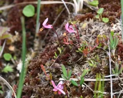 small bog cranberry thumbnail 3