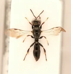 Crossocerus harringtonii thumbnail 1