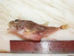 Twohorn Sculpin thumbnail 1