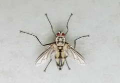 Zelia vertebrata thumbnail 3