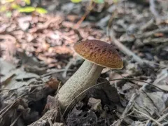 Leccinellum quercophilum thumbnail 2