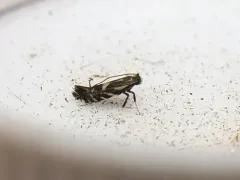 Parornix spiraeifoliella thumbnail 3