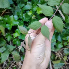 Beauty Bush thumbnail 1