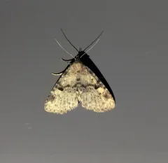 Four-spotted Fungus Moth thumbnail 3