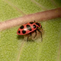 Ladybird Parasitoid Wasp thumbnail 3