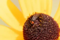 Eusiphona mira thumbnail 2