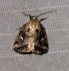 Included Cordgrass Borer Moth thumbnail 3