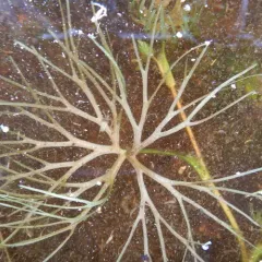 stiff water crowfoot thumbnail 1
