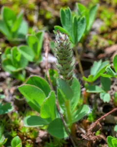 rocky mountain willow thumbnail 3