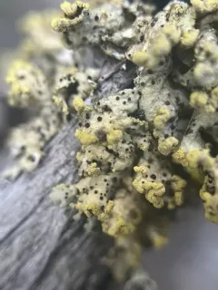 Abrothallus peyritschii thumbnail 3