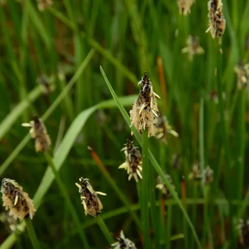 Tufted Bulrush