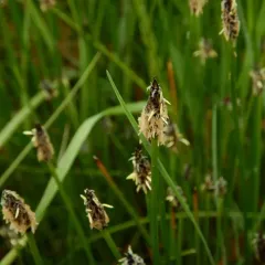 Tufted Bulrush thumbnail 1