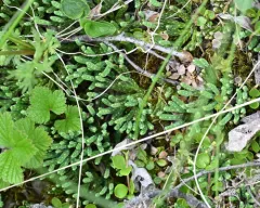 alpine clubmoss thumbnail 3