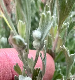 Rhopalomyia hirtibulla thumbnail 1