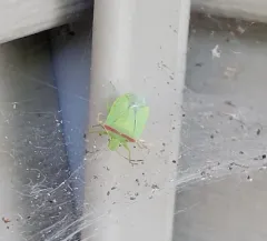 Red-shouldered Stink Bug thumbnail 2