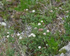 Steven's Spirea thumbnail 2
