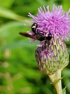Ectemnius trifasciatus thumbnail 2