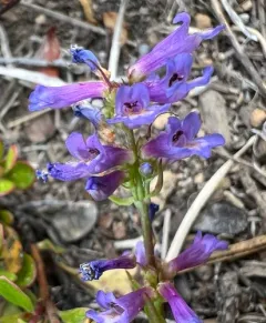 ash beardtongue thumbnail 4