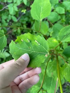 Poplar gall mite thumbnail 3
