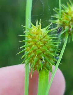 Greenstar Sedge thumbnail 3