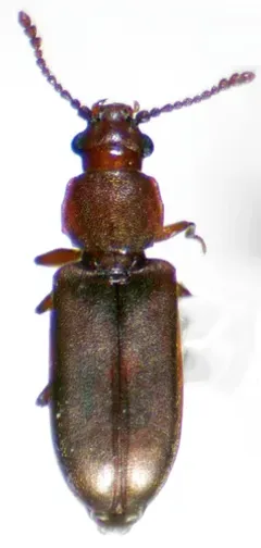 Pediacus fuscus thumbnail 2