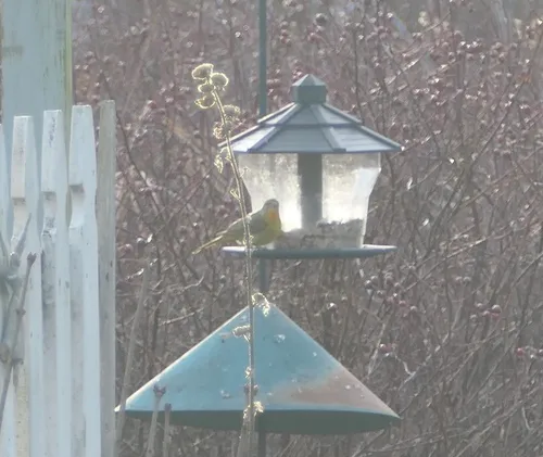 Hepatic Tanager