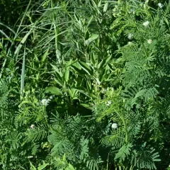 Illinois bundleflower thumbnail 3