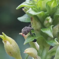 Acanthoscelidius acephalus thumbnail 4