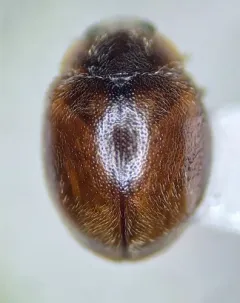Nebulous Lady Beetle thumbnail 3