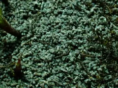 Juratzka's Silverwort thumbnail 2