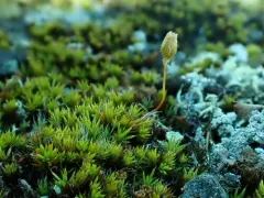 Arctic Haircap Moss thumbnail 3