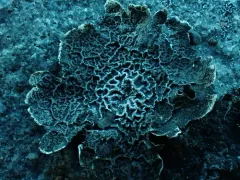 Puckered Rocktripe Lichen thumbnail 3