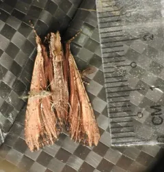 Verbascoides Apamea Moth thumbnail 3