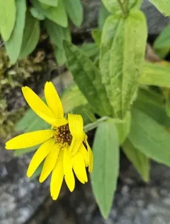 lanceleaf arnica thumbnail 4