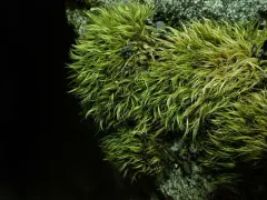 Long-leaved Notchleaf Moss thumbnail 4