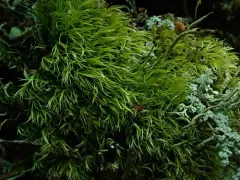 Paraleucobryum Moss thumbnail 3